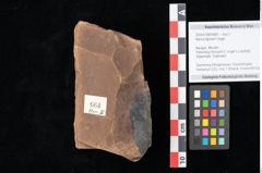 Foto (Objekt + Etikett) von Myrica lignitum Unger (NHMW-GEO-2024-0188-0664)
